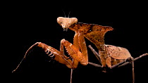 Malaysian dead leaf mantis (Deroplatys lobata) looking at camera, Saint Louis Zoo. Captive.