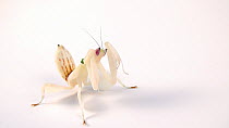 Pink orchid mantis (Hymenopus coronatus) rocking back and forth while cleaning its self, Saint Louis Zoo. Captive.
