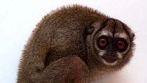 Panamanian night monkey (Aotus zonalis) turning to look at camera, El Nispero Zoo, Panama. Captive.