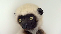 Von der Decken's sifaka (Propithecus deckenii) turning to look at camera, Lemur Island, Madagascar. Critically Endangered. Captive.