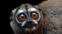 Panamanian night monkey (Aotus zonalis) looking at camera, El Nispero Zoo, Panama. Captive.