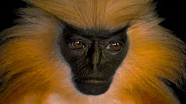 Gee's golden langur (Trachypithecus geei) close up looking around, Assam State Zoo. Endangered. Captive.