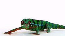 Panther chameleon (Furcifer pardalis) walking in and out of frame, Lincoln Children's Zoo. Captive.
