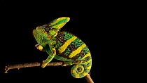 Veiled chameleon (Chamaeleo calyptratus) side profile, Lincoln Zoo. Captive.