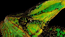 Veiled chameleon (Chamaeleo calyptratus) close up of eye looking around, Lincoln Zoo. Captive.