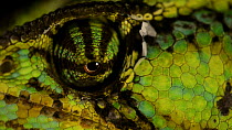 Veiled chameleon (Chamaeleo calyptratus) extreme close up of eye looking around, Lincoln Zoo. Captive.
