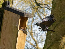 Jackdaw (Corvus monedula) swooping down calling with claws raised to threaten a Grey squirrel (Sciurus carolinensis) in the entrance to a nest box the bird wants to nest in which is already occupied by the squirrel and its mate, Wiltshire, UK, March.