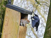 Jackdaw (Corvus monedula) swooping in very close to threaten a Grey squirrel (Sciurus carolinensis) as it stands in the entrance to a nest box the bird wants to nest in which is already occupied by th...