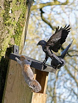 Jackdaw (Corvus monedula) pair dive bombing and harassing a Grey squirrel (Sciurus carolinensis) as it emerges from a nest box the birds want to nest in which is already occupied by the squirrel and i...