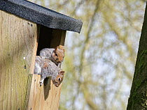 Grey squirrel (Sciurus carolinensis) grooming its mate in the entrance to a garden nest box. Wiltshire, UK, March.