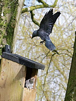 Jackdaw (Corvus monedula) hovering above a nest box it wants to nest in which a Grey squirrel (Sciurus carolinensis) and its mate have already occupied, with the squirrel threatening the bird, Wiltshi...