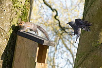 Jackdaw (Corvus monedula) chasing a Grey squirrel (Sciurus carolinensis) as it leaves a nest box the bird wants to nest in, which has already been occupied by the squirrel and its mate, Wiltshire, UK,...