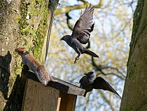 Jackdaw (Corvus monedula) pair chasing a Grey squirrel (Sciurus carolinensis) as it emerges from a nest box the birds want to nest in which is already occupied by the squirrel and its mate, Wiltshire,...
