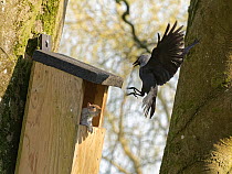 Jackdaw (Corvus monedula) swooping down calling with claws raised to threaten a Grey squirrel (Sciurus carolinensis) in the entrance to a nest box the bird wants to nest in which is already occupied b...