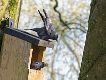 Jackdaw (Corvus monedula) emerging from a nest box with a beakful of old moss it is clearing out before rebuilding, watched by its mate, Wiltshire, UK, March.