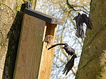 Jackdaw (Corvus monedula) pair dive bombing and harassing a Grey squirrel (Sciurus carolinensis) as it emerges from a nest box the birds want to nest in which is already occupied by the squirrel and i...