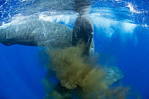 Sperm whale (Physeter macrocephalus) swimming away leaving a cloud of faeces as a form of defense, Dominica, Caribbean Sea, Atlantic Ocean.