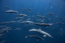 Spinner dolphin (Stenella longirostris) pod, Costa Rica, Pacific Ocean.