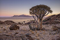 Quiver tree (Aloe dichotoma) in the desert, Namib-Naukluft National Park, Namibia.