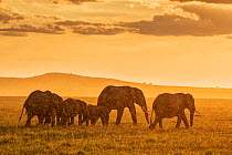 African elephant (Loxodonta africana) matriarchal group walking across the plains feeding on grass in the rain, Topi Plain. Masai Mara, Kenya.