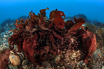Seaweed, (probably Sarcopeltis antarctica) on the seabed, Deception island,  Antarctic Peninsula, Antarctic Ocean.