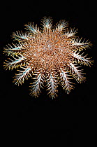 Crown-of-thorns starfish (Acanthaster planci) on black background, Komodo National Park, Indonesia, Indo-Pacific.