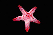 Honeycomb / Cushion starfish (Pentaceraster alveolatus) on black background, Malapascua Island, Philippines, Indo-Pacific.