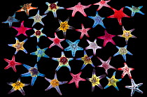 Honeycomb / Cushion starfish (Pentaceraster alveolatus) composite image on black background showing  colour variations Malapascua Island, Philippines, Indo-Pacific species.
