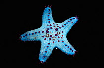 Honeycomb / Cushion starfish (Pentaceraster alveolatus) on black background, Malapascua Island, Philippines, Indo-Pacific.