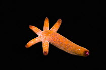Luzon starfish (Echinaster luzonicus) comet, regenerating new body from one of its arms as a process of asexual reproduction, on black background, Komodo National Park, Indonesia, Indo-Pacific.