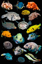 Mixed Pufferfish, adult and juvenile, composite image on black background, 1. Black spotted porcupinefish (Arothron hystrix); 2. Blackspotted puffer (Arothron nigropunctatus); 3, 4. Star puffer (Aroth...