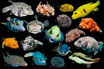 Mixed Pufferfish, adults and juveniles, composite image on black background,  1. Star puffer (Arothron stellatus); 2. Black spotted porcupinefish (Arothron hystrix); 3. Star puffer (Arothron stellatu...