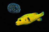 Golden pufferfish (Arothron meleagris) with juvenile, composite image on black background, Indo-Pacific.