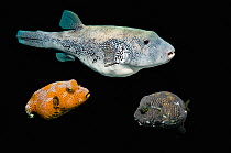 Star pufferfish (Arothron stellatus) with two juveniles, composite image on black background, Indo-Pacific.