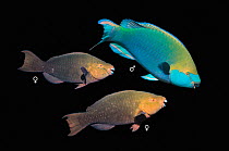 Greenthroat / Singapore parrotfish (Scarus prasiognathos), male and two females, composite image on black background, Andaman Sea, Thailand,