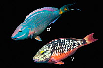 Two Stoplight parrotfish (Sparisoma viride), showing terminal phase and initial phase variations, composite image on black background, Bonaire, Netherlands Antilles, Caribbean.