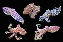 Blue-ringed octopus (Hapalochlaena sp.) showing variation in colour, composite image on black background, Lembeh Strait, North Sulawesi, Indo-Pacific.