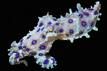 Blue-ringed octopus (Hapalochlaena sp.) on black background, Lembeh Strait, North Sulawesi, Indo-Pacific species.