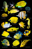 Yellow tropical reef fish composite image on black background, Sailfin tang (Zebrasoma veliferum) juvenile, Pajama cardinalfish (Sphaeramia nematoptera), Three-spot angelfish (Apolemichthys trimaculat...