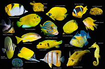 Yellow tropical reef fish composite image on black background, Falcula butterflyfish (Chaetodon falcula), Yellow boxfish (Ostracion cubicus), Golden butterflyfish (Chaetodon semilarvatus), Red Sea clo...