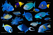 Blue tropical reef fish composite image on black background, Blue triggerfish (Pseudobalistes fuscus), Bicolour angelfish (Centropyge bicolor), Elongate surgeonfish (Acanthurus mata), Yellowtail tang...