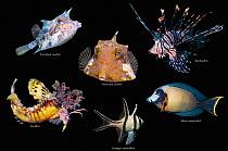 Tropical reef fish composite image on black background, Thornback cowfish (Lactoria fornasini), Red lionfish (Pterois volitans), Devilfish (Inimicus didactylus),  Banggai cardinalfish (Pterapogon kaud...
