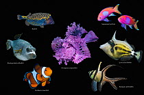 Tropical reef fish composite image on black background, Boxfish (Ostracion meleagris), Squarespot anthias (Pseudanthias pleurotaenia), Blackspotted pufferfish (Arothron nigropunctatus), Rhinopias scor...