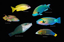Tropical reef fish composite image on black background, Kasmira snapper (Lutjanus kasmira), Greenthroat parrotfish (Scarus prasiognathos), Two spot wrasse (Oxycheilinus bimaculatus), Rusty parrotfish...