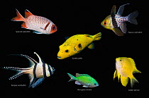 Tropical reef fish composite image on black background, Splendid soldierfish (Myripristis melanosticta), Pajama cardinalfish (Sphaeramia nematoptera), Golden puffer (Arothron meleagris), Banggai cardi...