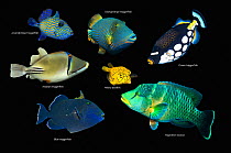 Tropical reef fish composite image on black background, Blue triggerfish (Pseudobalistes fuscus), Orangestripe triggerfish (Balistapus undulatus), Clown triggerfish (Balistoides conspicillum), Arabian...