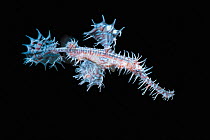 Female Harlequin / Ornate ghostpipefish (Solenostomus paradoxus) carrying eggs in pouch formed with pelvic fins, on black background, Bali, Indonesia, Indo-Pacific.