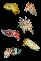 Broadclub cuttlefish (Sepia latimanus) showing various colours and shapes, composite image on black background, Lembeh Strait, North Sulawesi, Indonesia, Indo-Pacific.