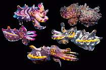 Pfeffer's flamboyant cuttlefish (Metasepia pfefferi)  composite image on black background showing colour variations, Puerto Galera, Philippines, Indo-Pacific.