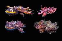 Pfeffer's flamboyant cuttlefish (Metasepia pfefferi) composite image showing colour variation on black background, Puerto Galera, Philippines, Indo-Pacific.